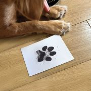 Paw Print Non-Toxic Ink Pad