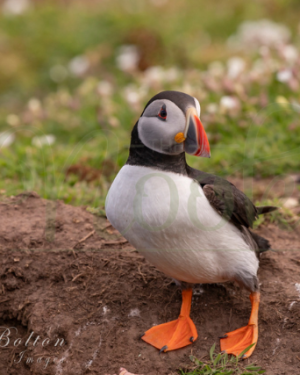 Puffin Outside Nest